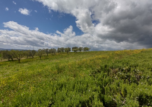 C.da Scattolino - TERRENO AGRICOLO